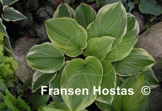 Hosta Fragrant Dream